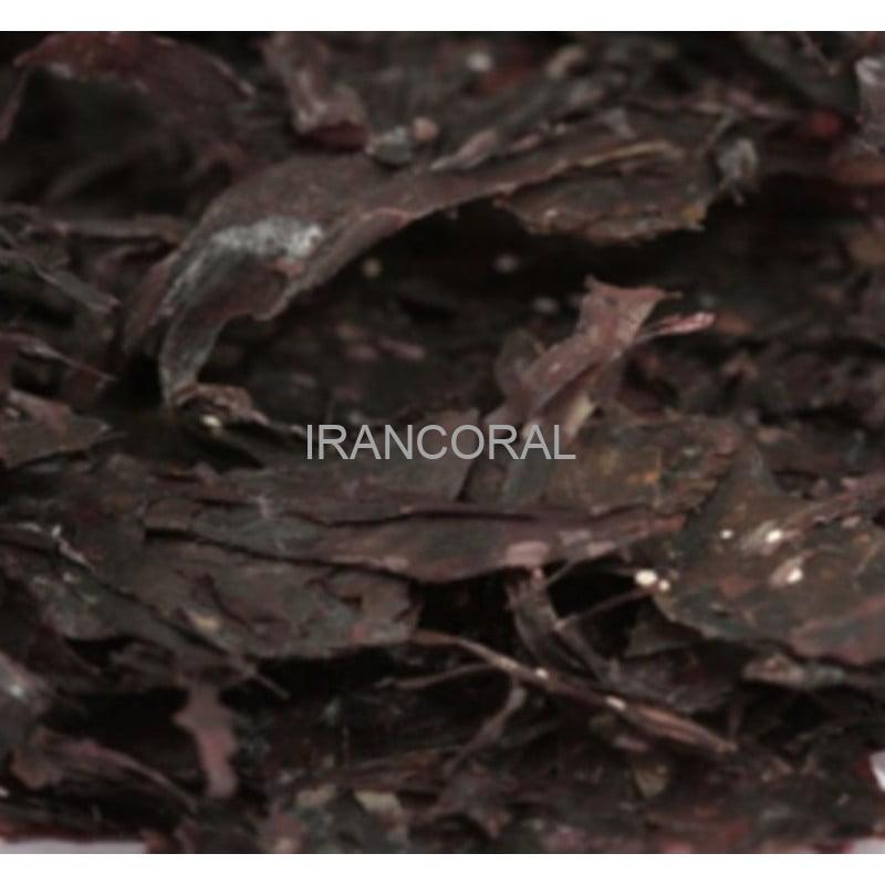 جلبک دریایی قرمز آکواریوم سیستم