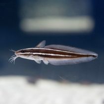 گربه ماهی مرجانی