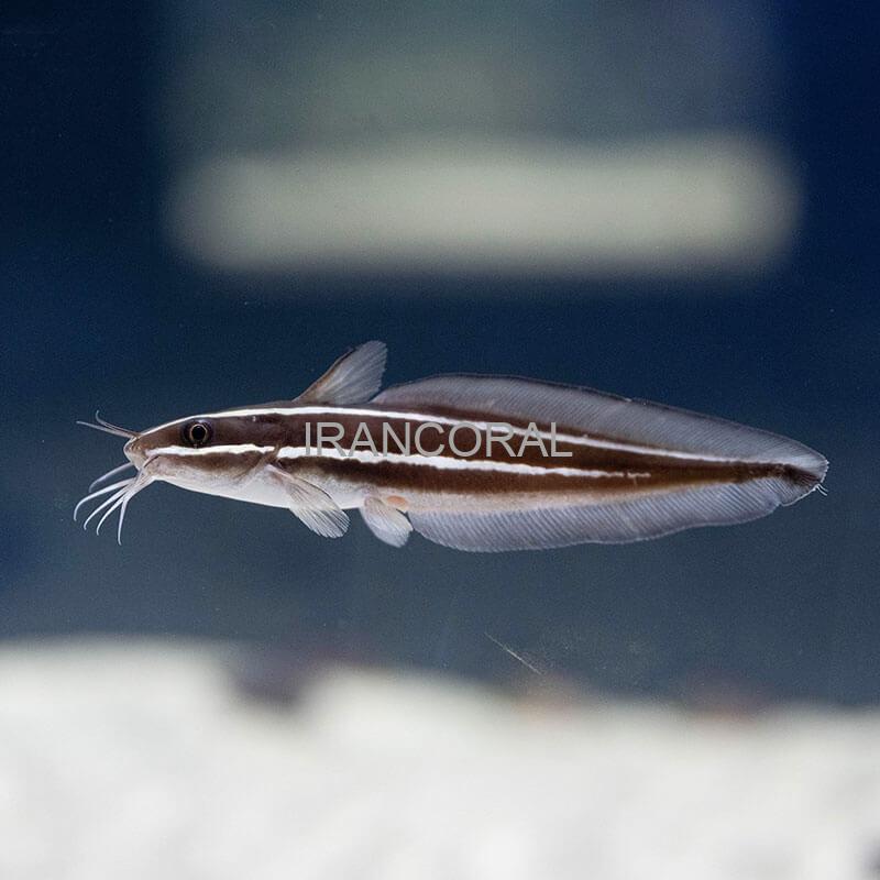 گربه ماهی مرجانی