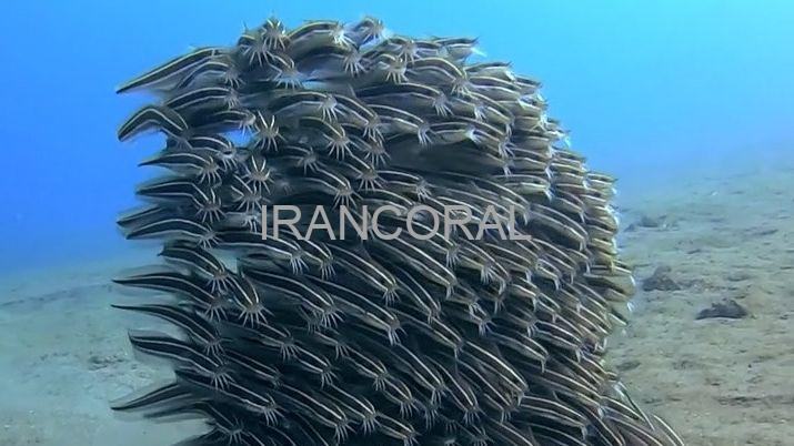 گربه ماهی مرجانی