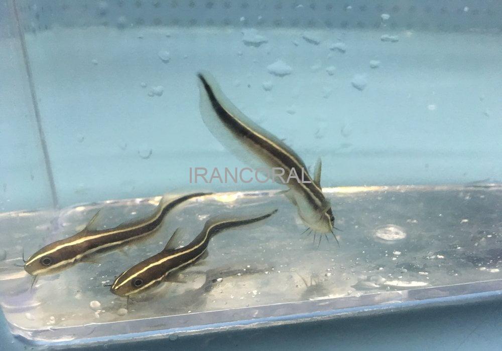 گربه ماهی مرجانی