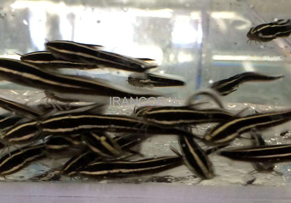 گربه ماهی مرجانی