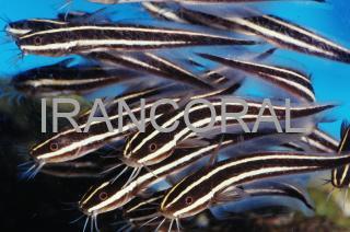 گربه ماهی مرجانی