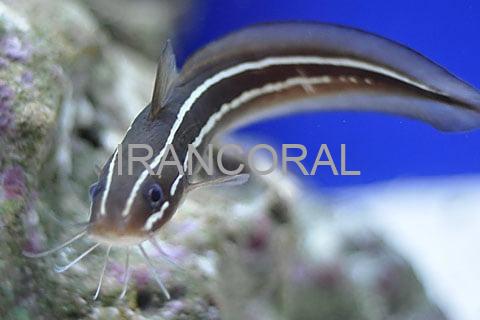 گربه ماهی مرجانی