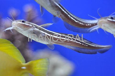 گربه ماهی مرجانی