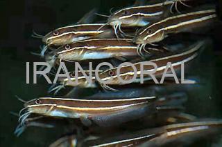 گربه ماهی مرجانی