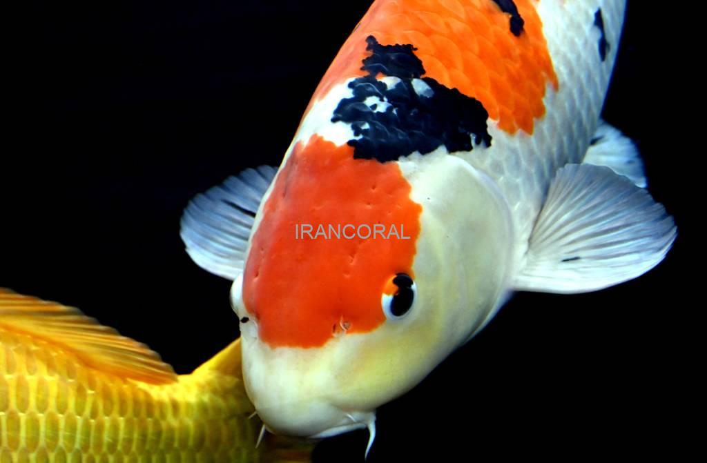 بزرگترین نمایشگاه تجاری آبزیان اروپا به روی عموم باز می شود