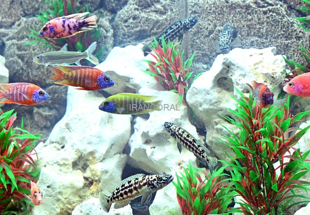 بزرگترین نمایشگاه تجاری آبزیان اروپا به روی عموم باز می شود