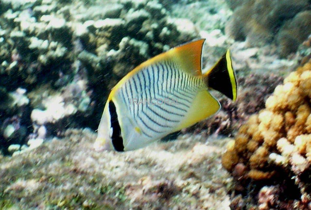 پروانه ماهی شورون