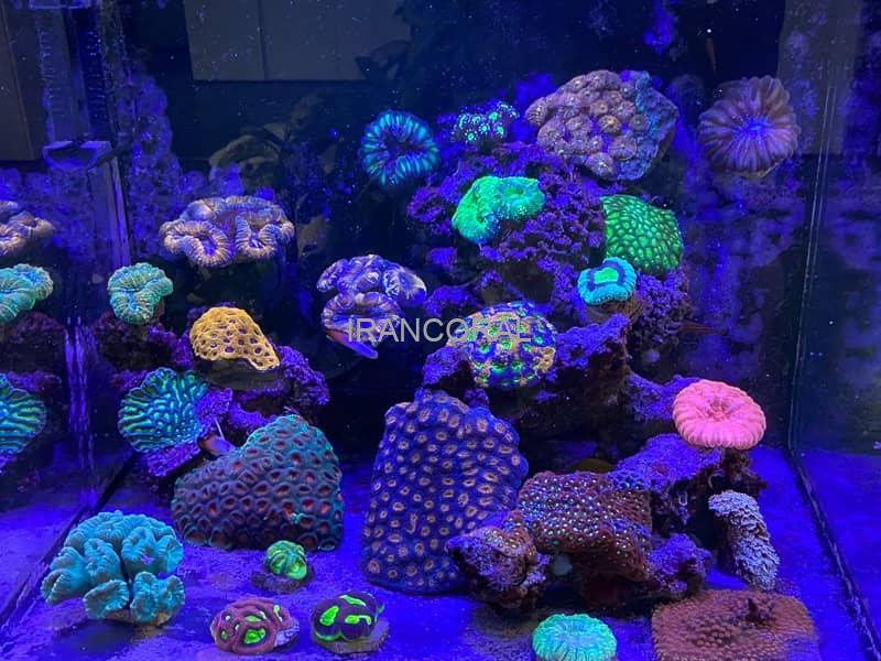 نور حرفه ای مکس اسپکت MJ-L165 بلو