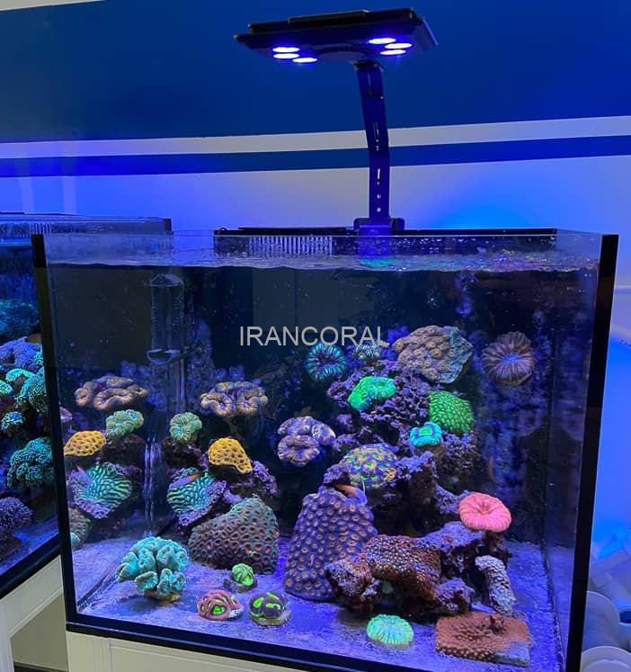 نور حرفه ای مکس اسپکت MJ-L165 بلو