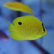 پروانه ماهی زرد