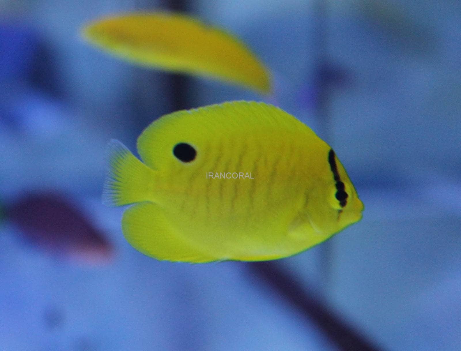 پروانه ماهی زرد