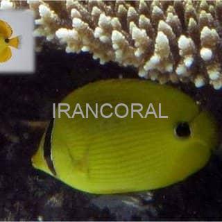 پروانه ماهی زرد