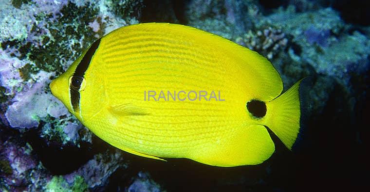 پروانه ماهی زرد