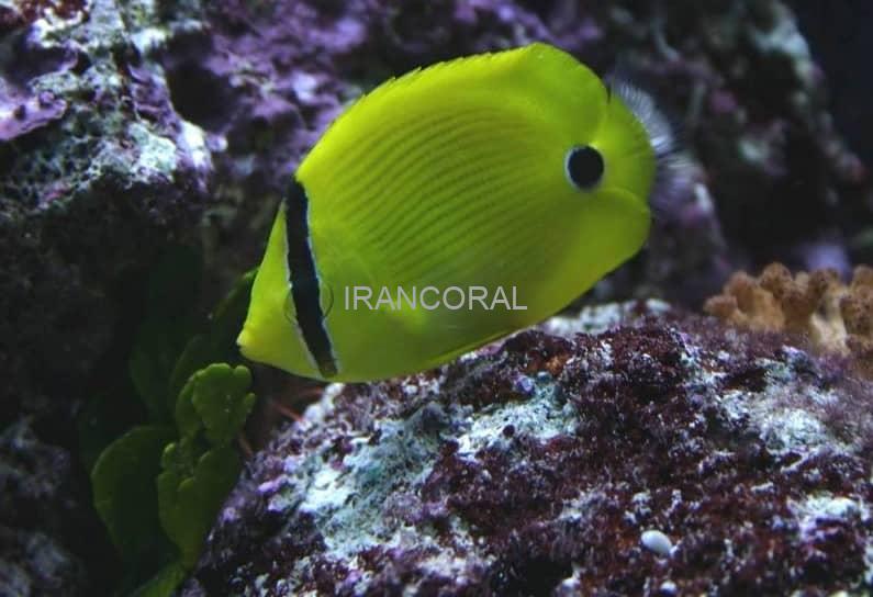 پروانه ماهی زرد