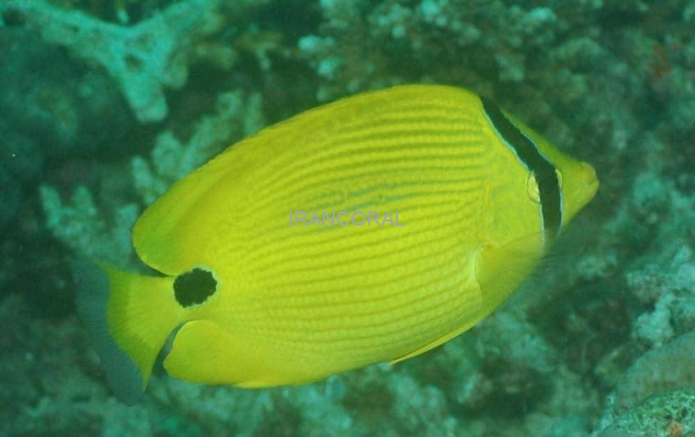 پروانه ماهی زرد