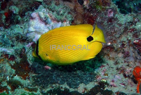 پروانه ماهی زرد