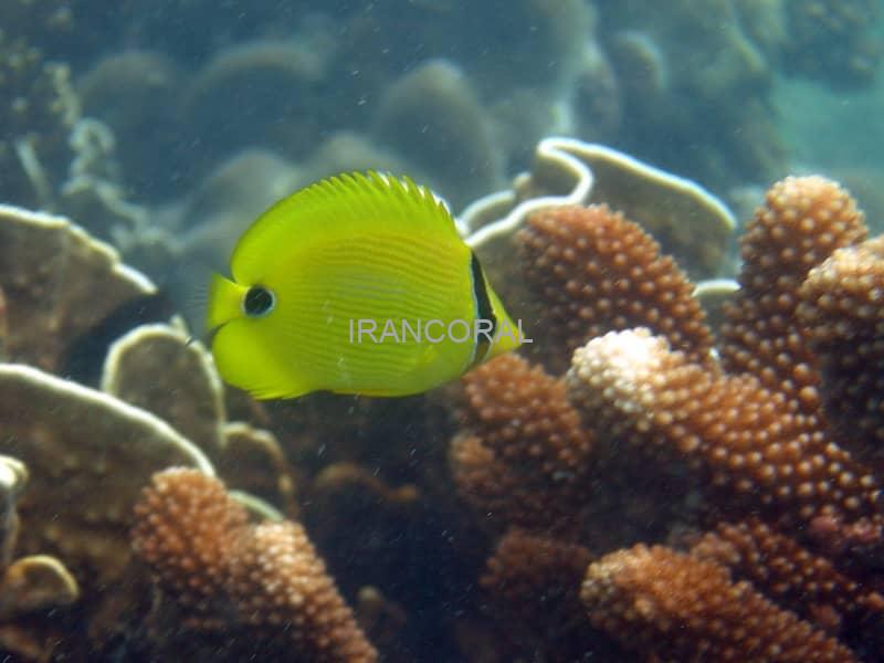 پروانه ماهی زرد