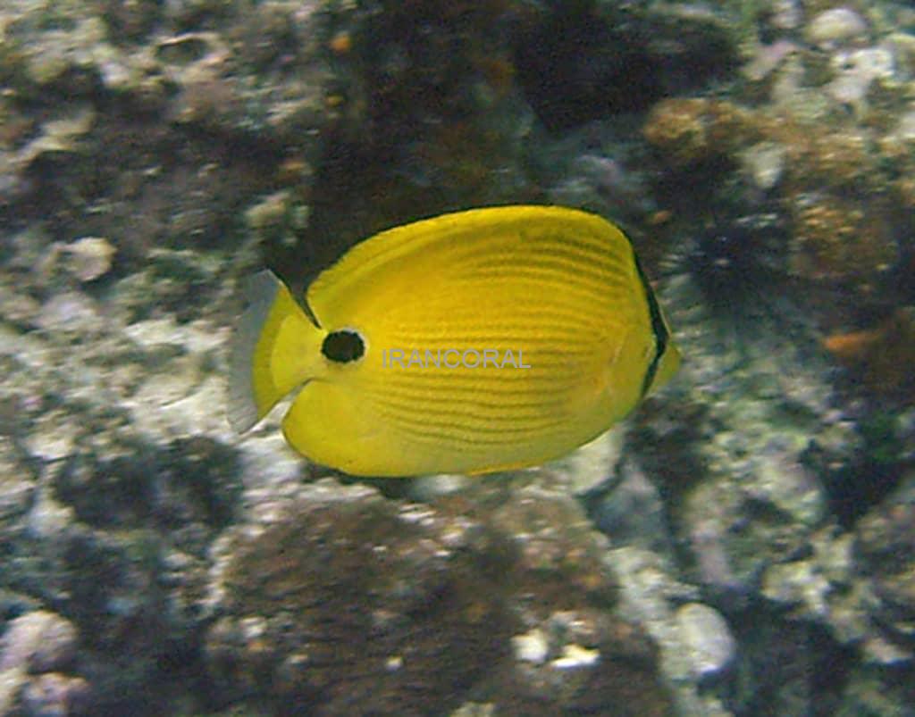 پروانه ماهی زرد