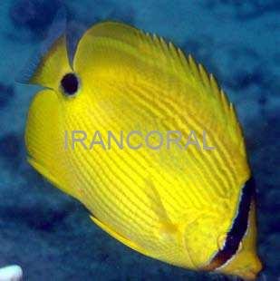 پروانه ماهی زرد