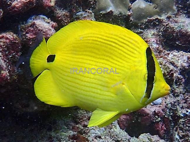 پروانه ماهی زرد