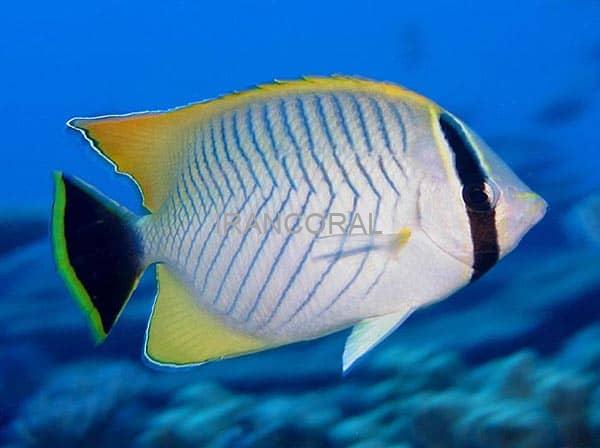 پروانه ماهی شورون