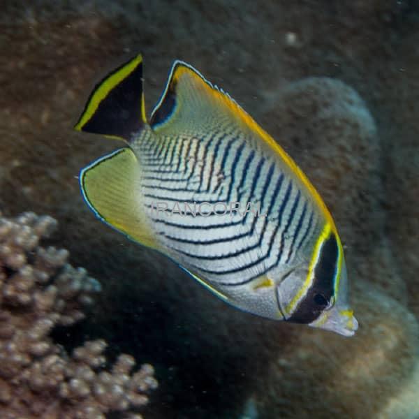 پروانه شورون