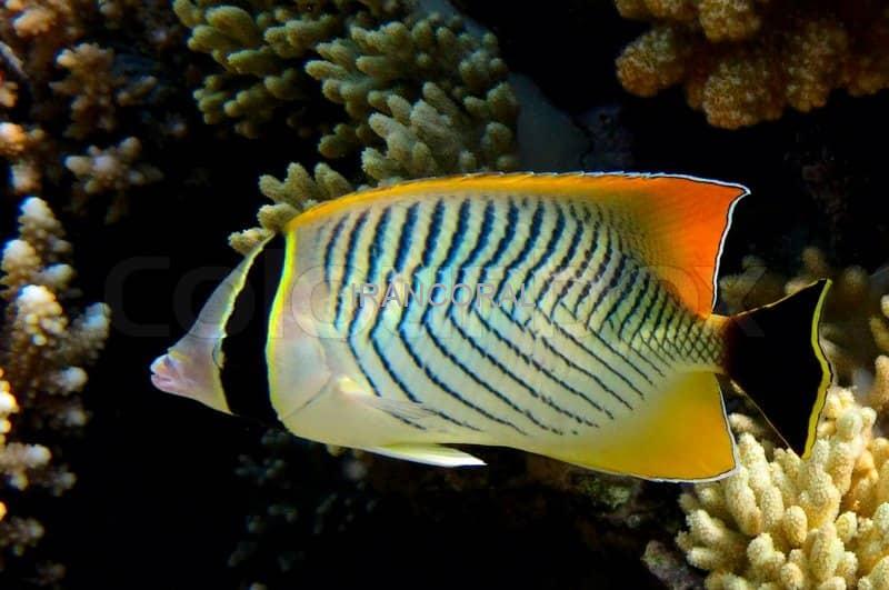 پروانه ماهی شورون