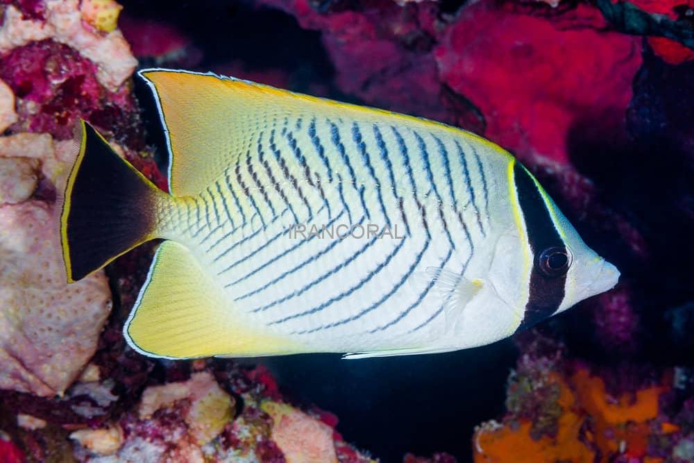 پروانه ماهی شورون