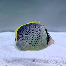 پروانه ماهی فلفلی