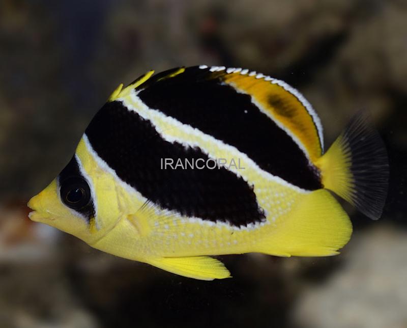 پروانه ماهی میتراتوس