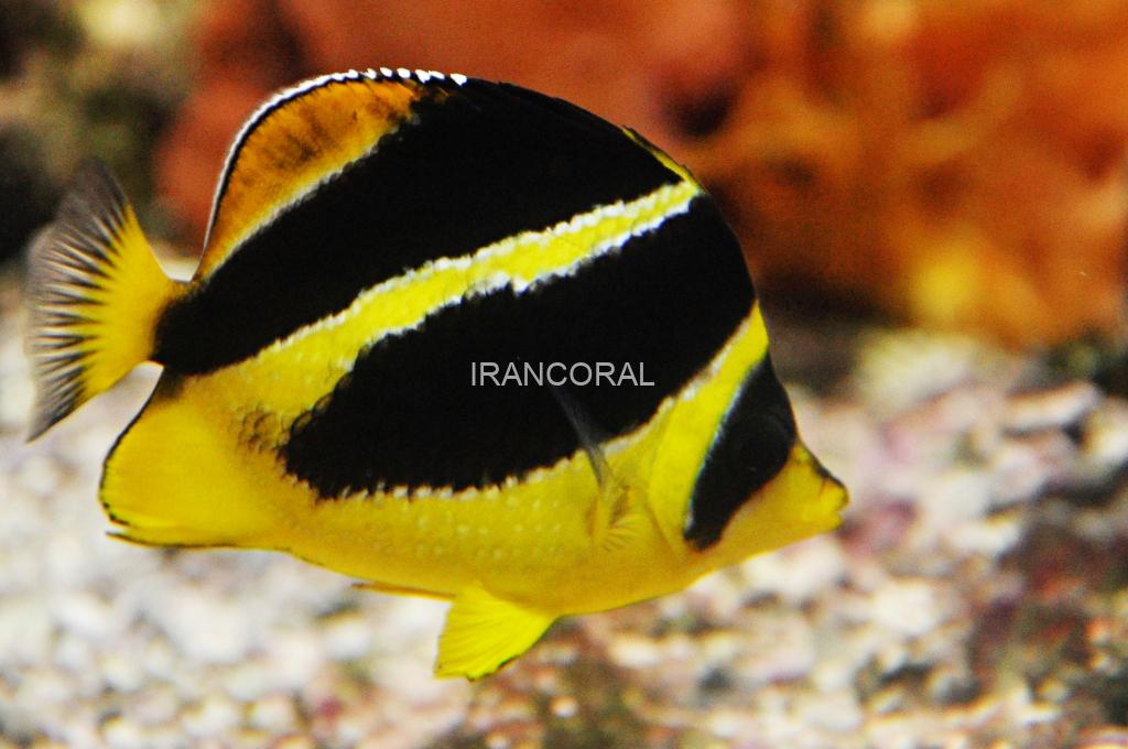 پروانه ماهی میتراتوس