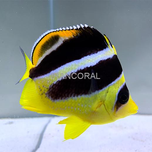 پروانه ماهی میتراتوس