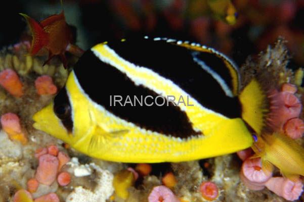 پروانه ماهی میتراتوس