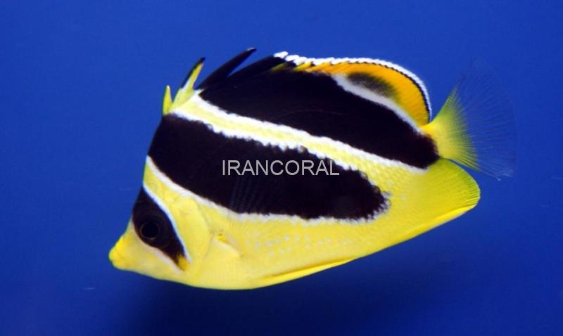 پروانه ماهی میتراتوس