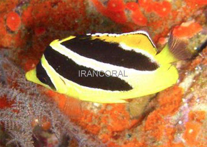 پروانه ماهی میتراتوس