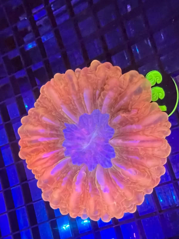 Cynarina Button Coral