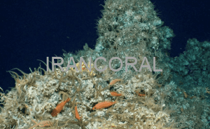 کشف یک صخره مرجانی جدید در گالاپاگوس