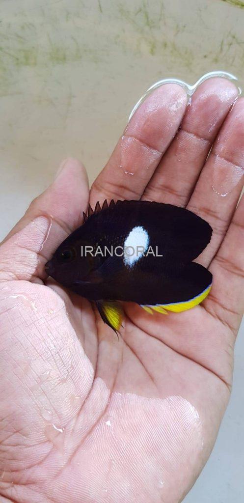 گونه های عجیب و خاص ماهی های آب شور