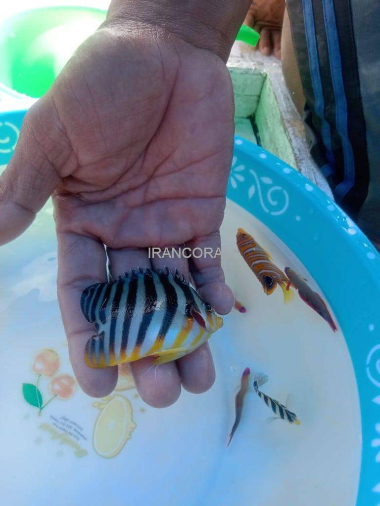 گونه های عجیب و خاص ماهی های آب شور