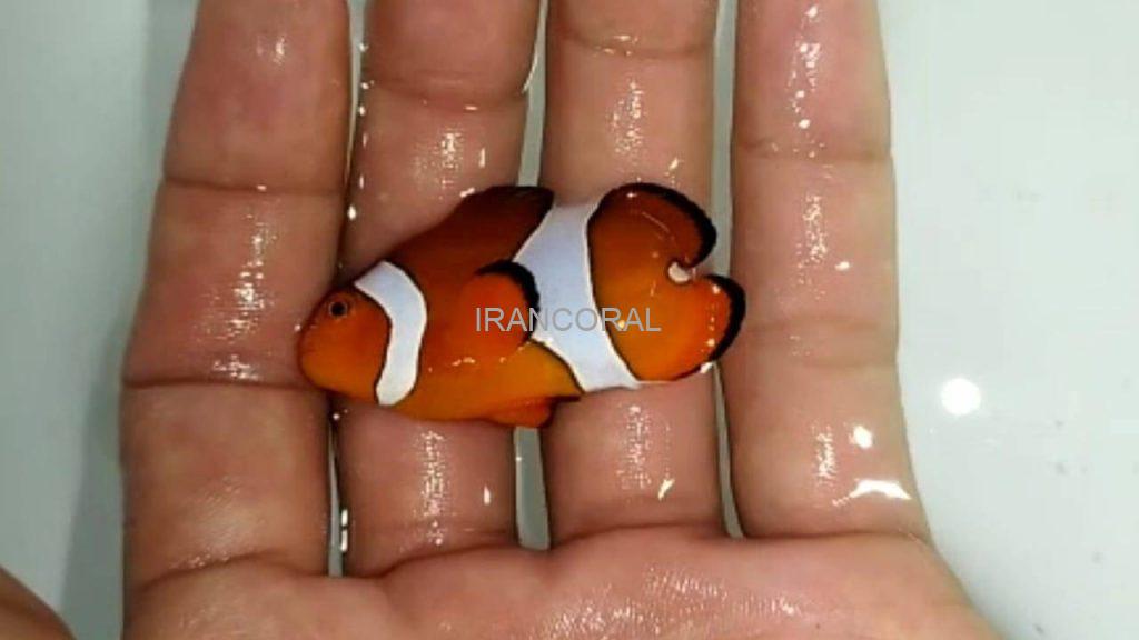 گونه های عجیب و خاص ماهی های آب شور