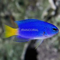 دامسل سیمیلار دم زرد