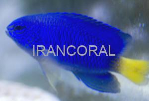 دامسل سیمیلار دم زرد