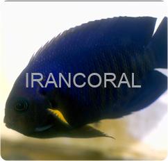 فرشته ماهی باله زرد