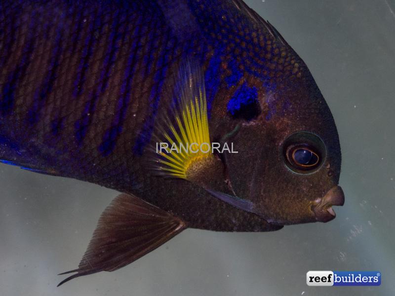 فرشته ماهی باله زرد