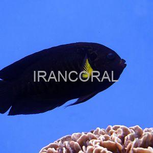 فرشته ماهی باله زرد