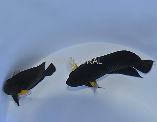 فرشته ماهی باله زرد