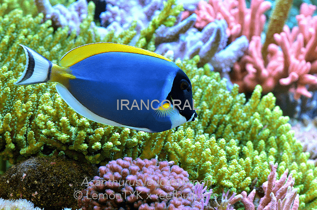 10 جلبک خوار برتر برای آکواریوم های مرجانی