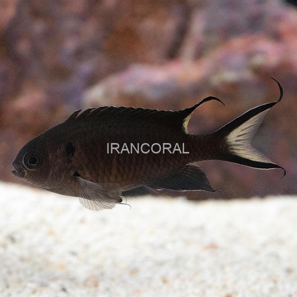 دامسل دم قیچی